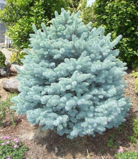   
Picea x lutzii 'Machala